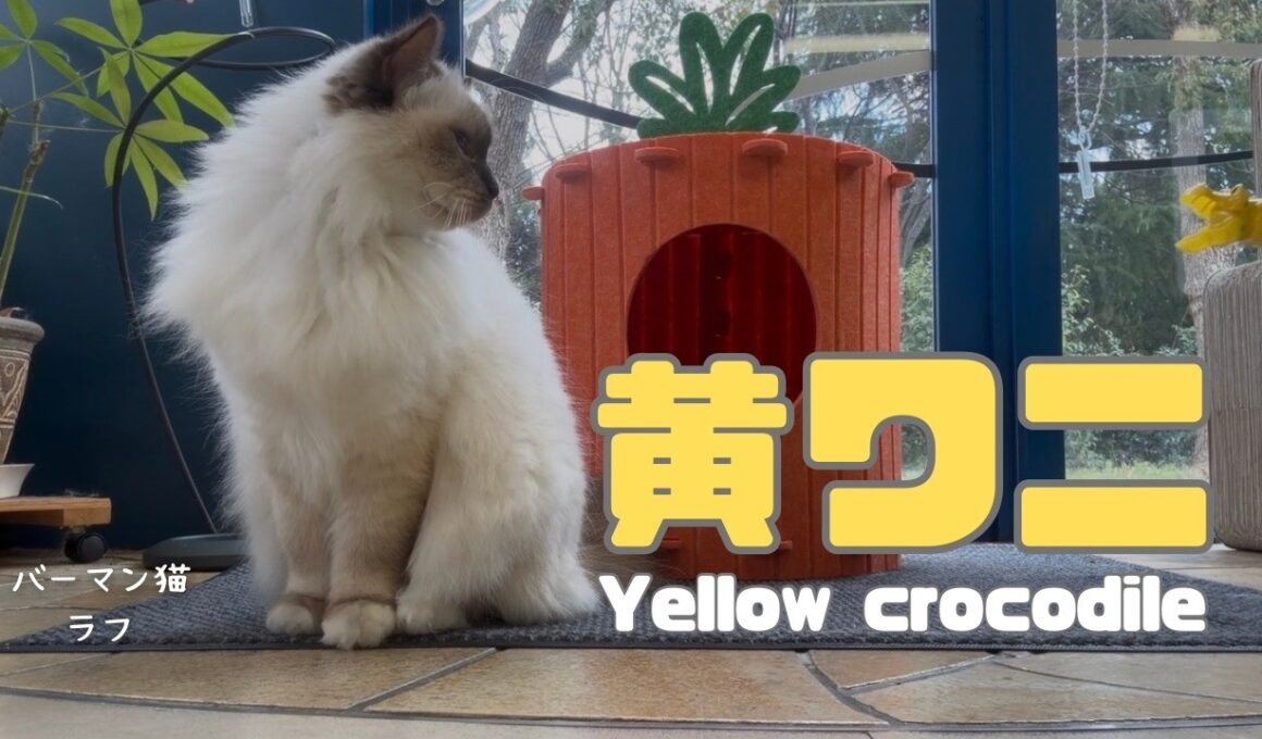 バーマン猫ラフ【黄ワニ】Yellow crocodile（バーマン猫）Birman/Cat