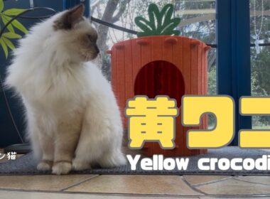 バーマン猫ラフ【黄ワニ】Yellow crocodile（バーマン猫）Birman/Cat