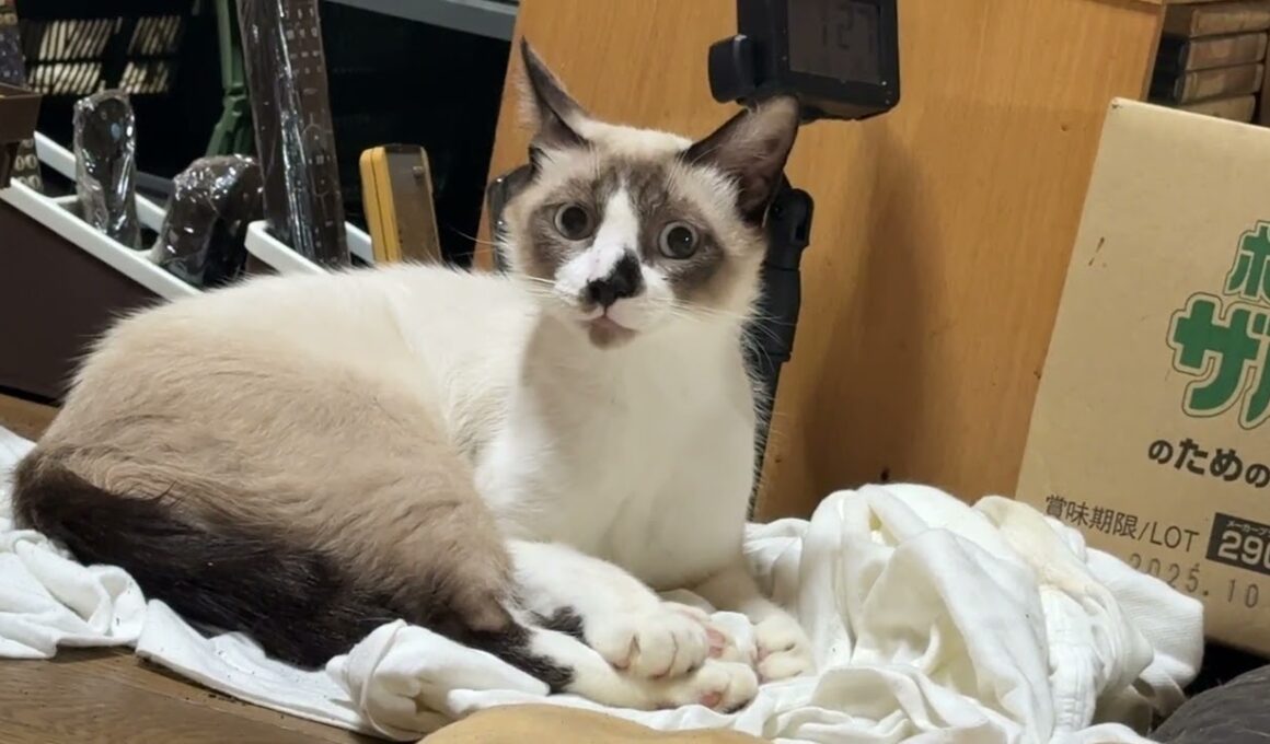 シャム猫のパンダ、シャツの上で、くつろぐ