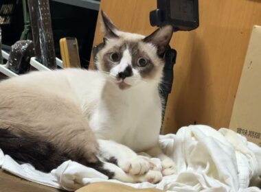 シャム猫のパンダ、シャツの上で、くつろぐ