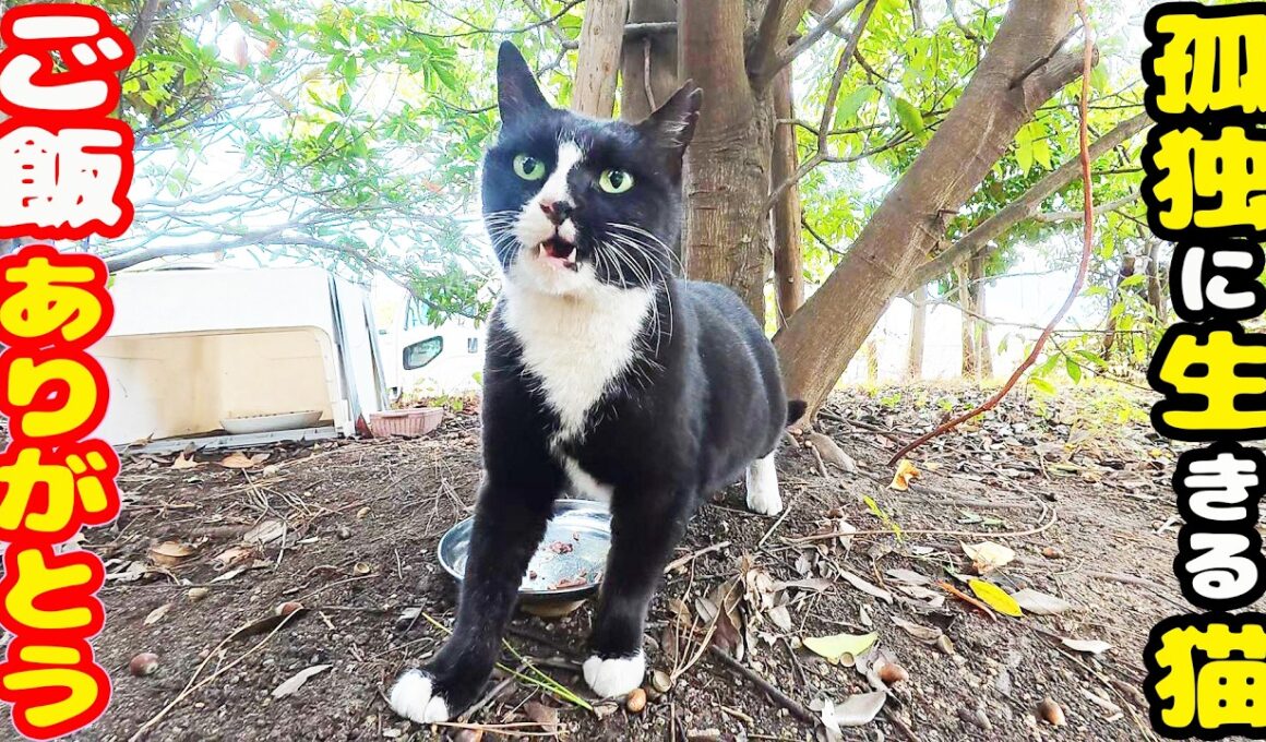 公園でひとりぼっちの猫 ご飯あげると・・・ さくらねこへのエサやり ハイソックス猫【視聴だけでも猫を助けることになります】支援者様 視聴者様 猫たちに神のご加護を！野良猫の感動猫動画