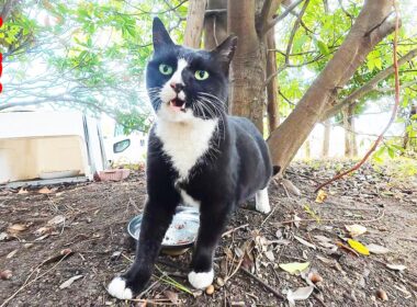 公園でひとりぼっちの猫 ご飯あげると・・・ さくらねこへのエサやり ハイソックス猫【視聴だけでも猫を助けることになります】支援者様 視聴者様 猫たちに神のご加護を！野良猫の感動猫動画