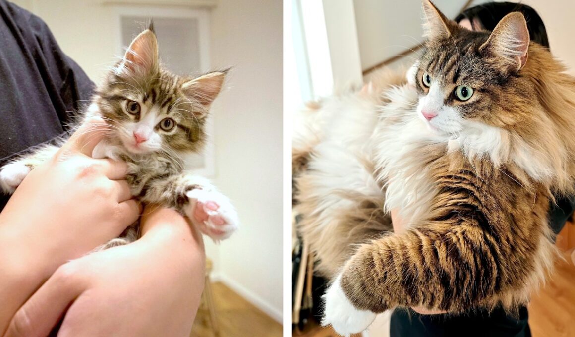 こんなに小さかった子猫がたった4年でこんなに大きくなりました【比較してみた】