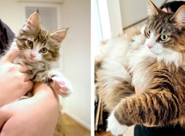 こんなに小さかった子猫がたった4年でこんなに大きくなりました【比較してみた】