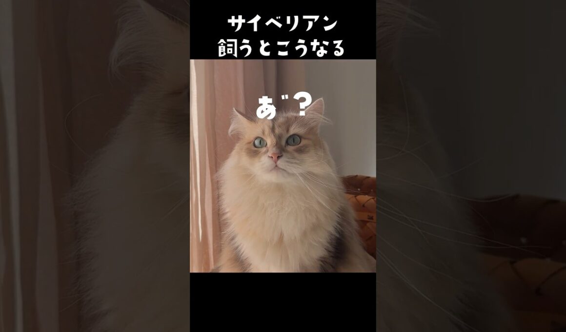 サイベリアン飼うとこうなる😹