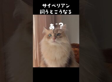 サイベリアン飼うとこうなる😹