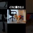 飛べない猫🐾 #shorts #猫 #猫動画 #ラグドール #甘えん坊猫 #猫のいる暮らし