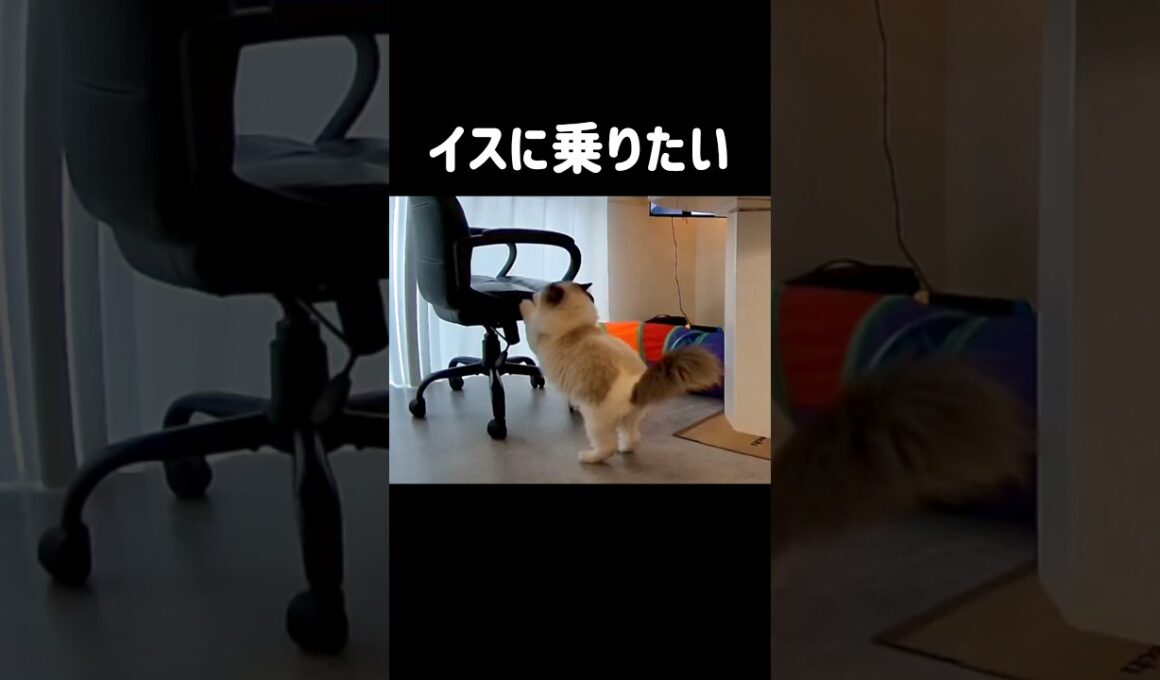 飛べない猫🐾 #shorts #猫 #猫動画 #ラグドール #甘えん坊猫 #猫のいる暮らし