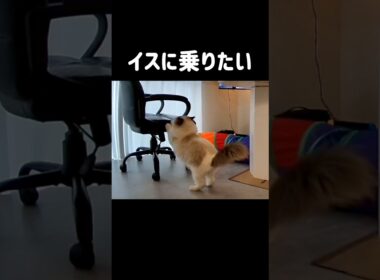 飛べない猫🐾 #shorts #猫 #猫動画 #ラグドール #甘えん坊猫 #猫のいる暮らし