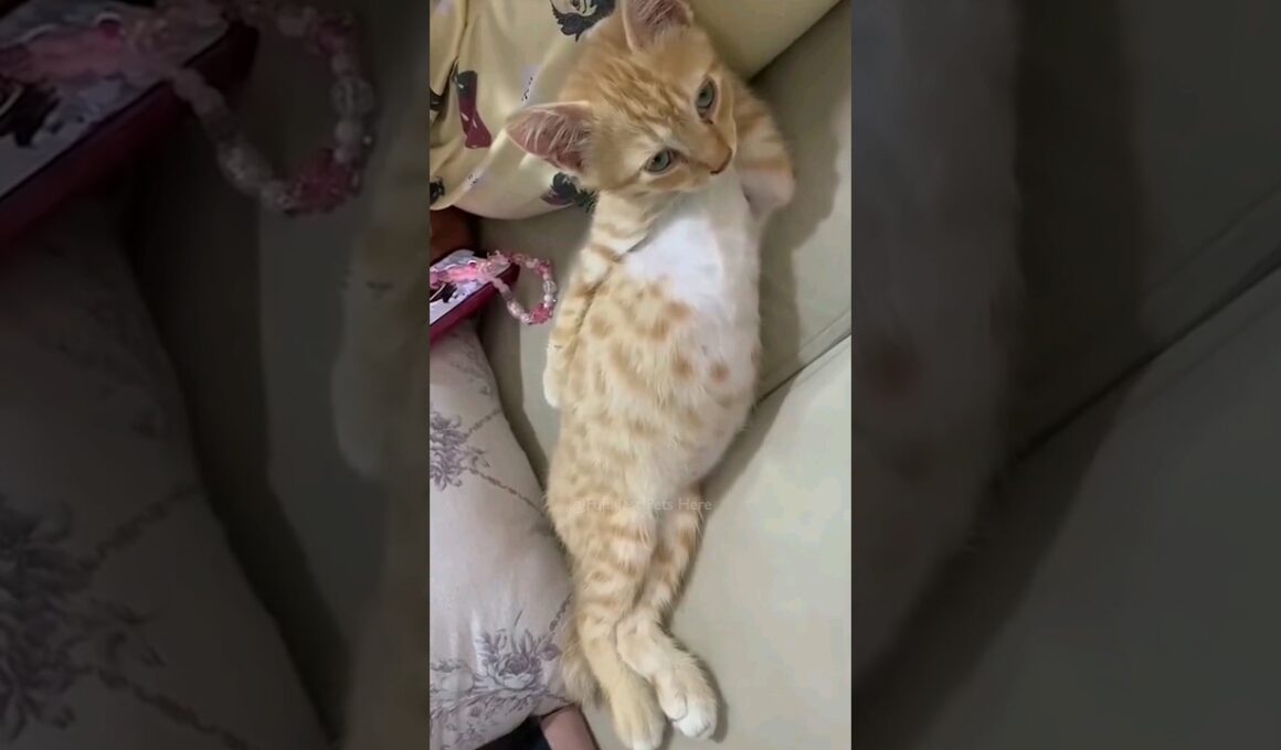 #53 Funniest Cats And Dogs videos 🐶🐱 #funny #animals #cuteanimals