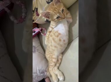 #53 Funniest Cats And Dogs videos 🐶🐱 #funny #animals #cuteanimals