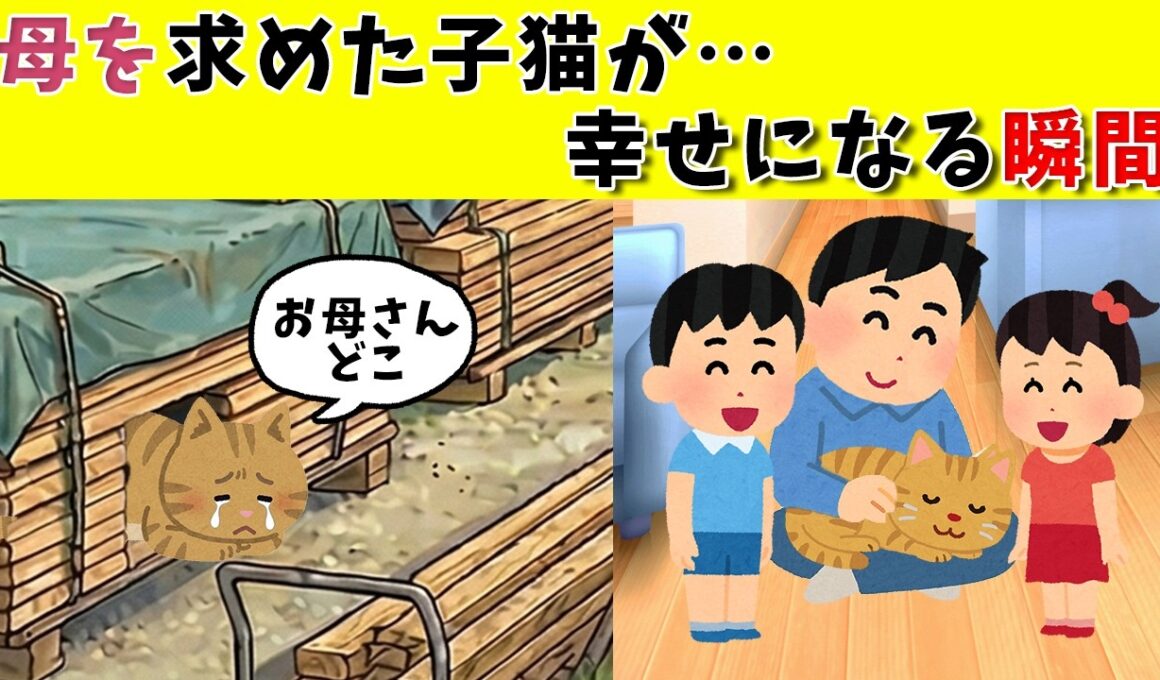 母を求めて鳴き続けた子猫…温もりを知ったその瞬間　#保護猫 #子猫 #泣ける話