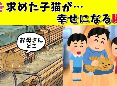 母を求めて鳴き続けた子猫…温もりを知ったその瞬間　#保護猫 #子猫 #泣ける話