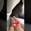 押すと鳴く猫#ロシアンブルー #猫