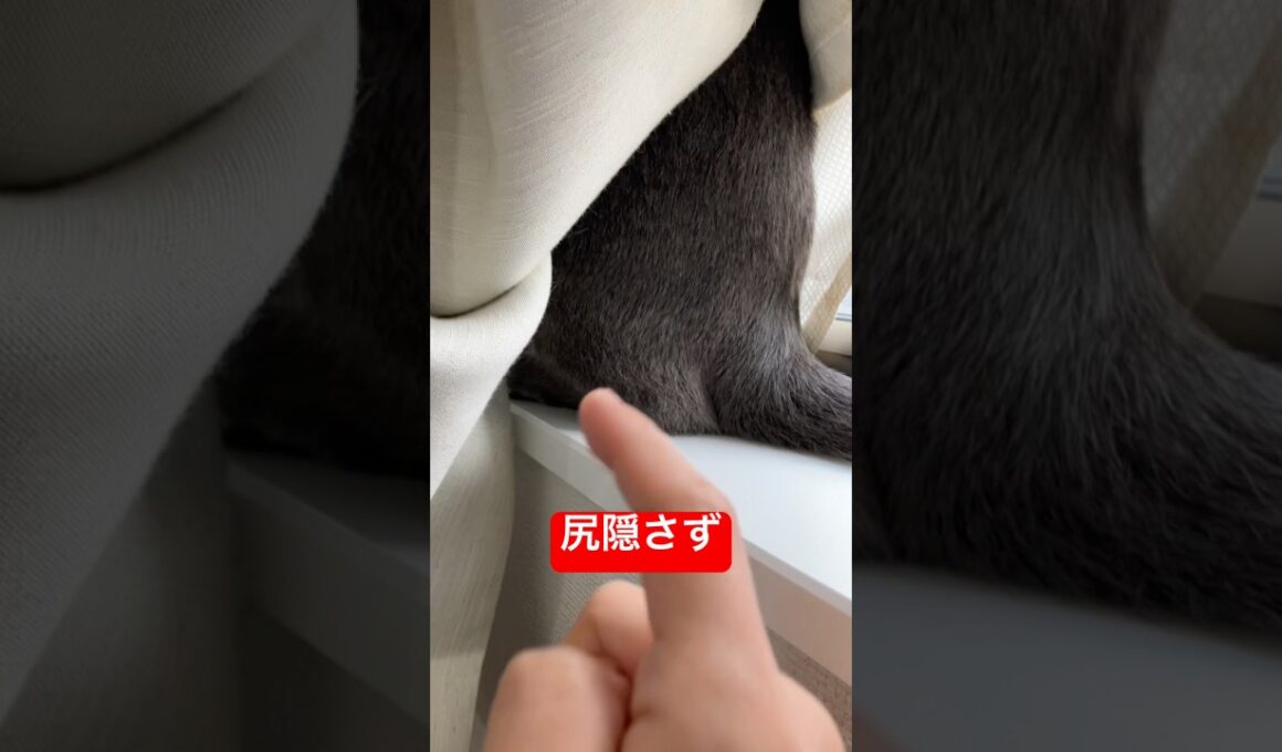 押すと鳴く猫#ロシアンブルー #猫