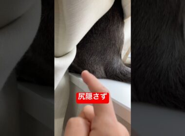 押すと鳴く猫#ロシアンブルー #猫