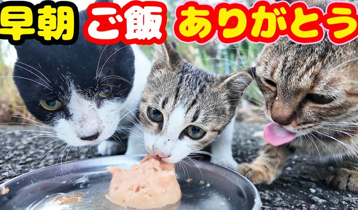 早朝に子猫と成猫たちにご飯をあげると・・・ さくらねこたちへのエサやり【視聴だけでも猫たちを助けることになります】支援者様 視聴者様 猫たちに神のご加護を！野良猫の感動猫動画