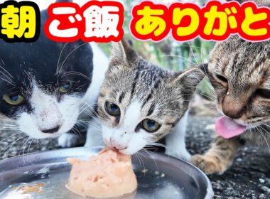 早朝に子猫と成猫たちにご飯をあげると・・・ さくらねこたちへのエサやり【視聴だけでも猫たちを助けることになります】支援者様 視聴者様 猫たちに神のご加護を！野良猫の感動猫動画