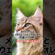 【猫豆知識】メインクーンとノルウェージャンフォレストキャットの違いとは？