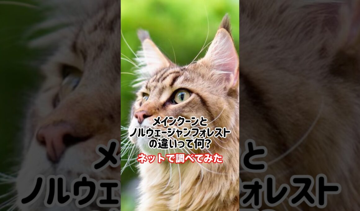 【猫豆知識】メインクーンとノルウェージャンフォレストキャットの違いとは？