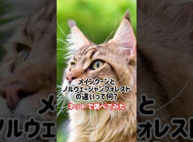 【猫豆知識】メインクーンとノルウェージャンフォレストキャットの違いとは？