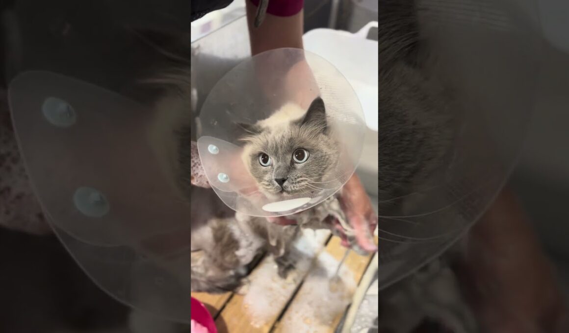 ラグドールのシロちゃんが来てくれました💖京都市南区ペットサロンみぃ〜