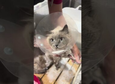 ラグドールのシロちゃんが来てくれました💖京都市南区ペットサロンみぃ〜