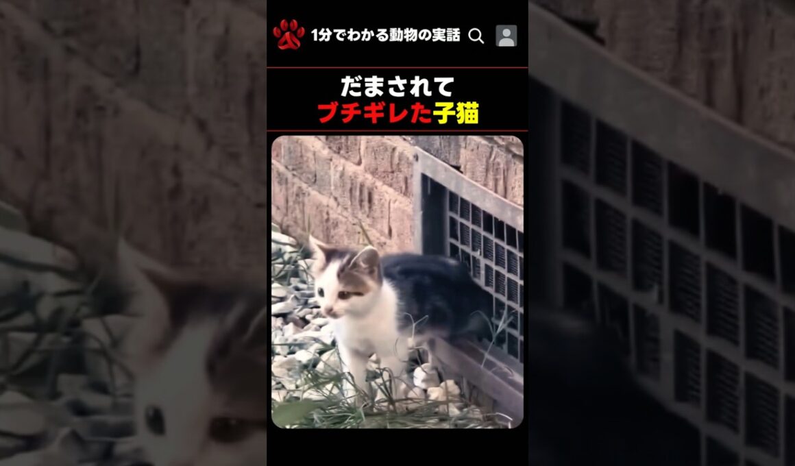 だまされてブチギレた子猫