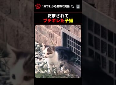だまされてブチギレた子猫