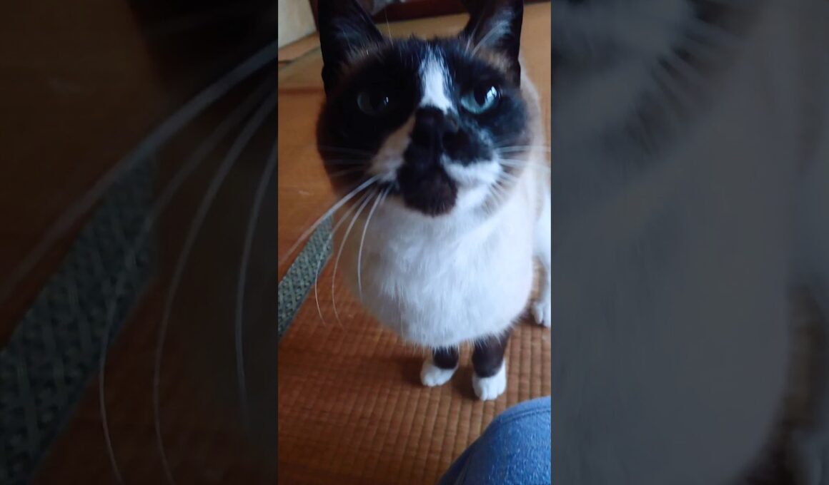 シャム猫さんの朝🐾#猫 #ねこ #cat #Shorts