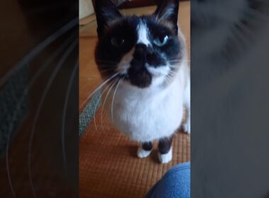 シャム猫さんの朝🐾#猫 #ねこ #cat #Shorts