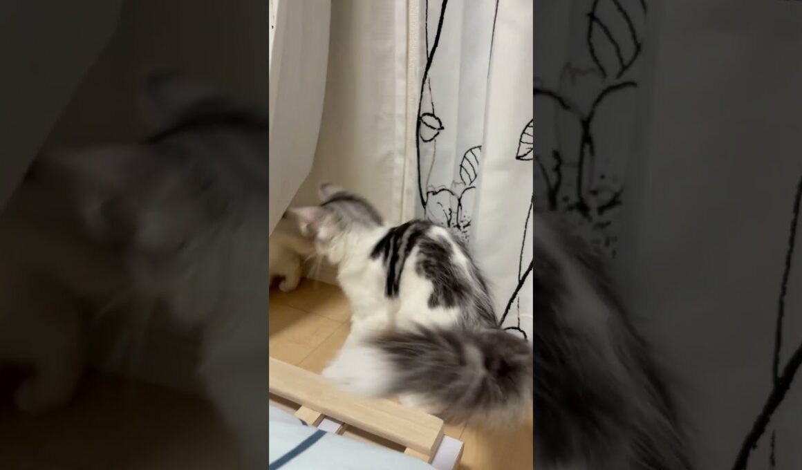 隠れ、戦う猫　#子ネコ #猫のいる暮らし #ノルウェージャンフォレストキャット #バーマン #じゃれあい #shorts #cat #cuteanimals #kitten #Raphsody