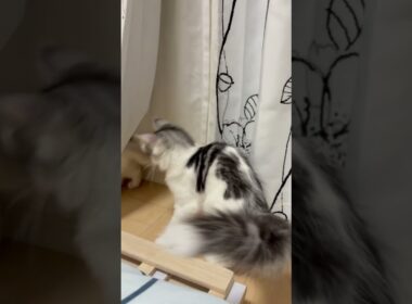 隠れ、戦う猫　#子ネコ #猫のいる暮らし #ノルウェージャンフォレストキャット #バーマン #じゃれあい #shorts #cat #cuteanimals #kitten #Raphsody