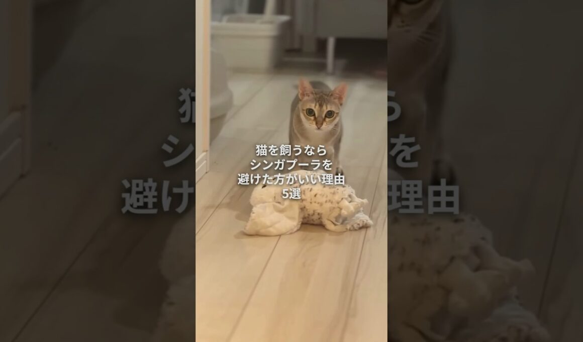 猫を飼うならシンガプーラは避けた方がいい理由5選 #子ネコ #好きな子猫 #猫のいる暮らし #シンガプーラ