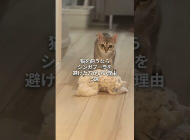 猫を飼うならシンガプーラは避けた方がいい理由5選 #子ネコ #好きな子猫 #猫のいる暮らし #シンガプーラ