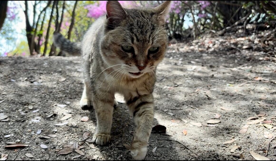 話しかけながら走って来たかわいいおしゃべり猫モナカ