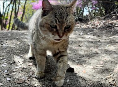 話しかけながら走って来たかわいいおしゃべり猫モナカ