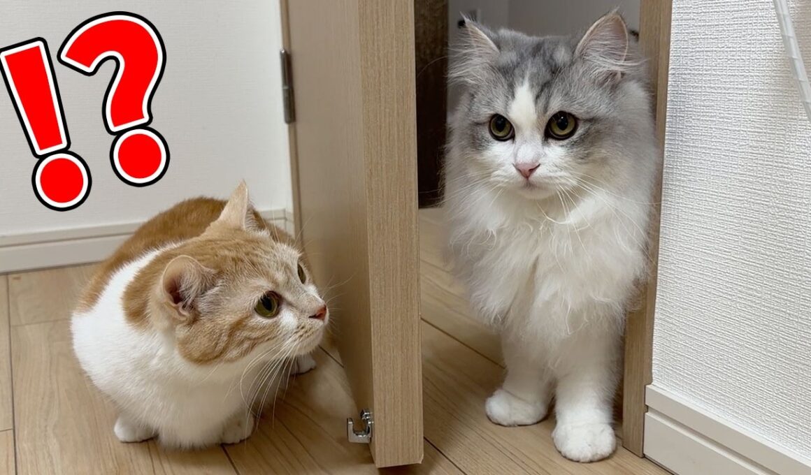 久しぶりに再会した子猫が巨大化していたら、猫の反応がこうなりましたw