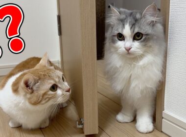 久しぶりに再会した子猫が巨大化していたら、猫の反応がこうなりましたw