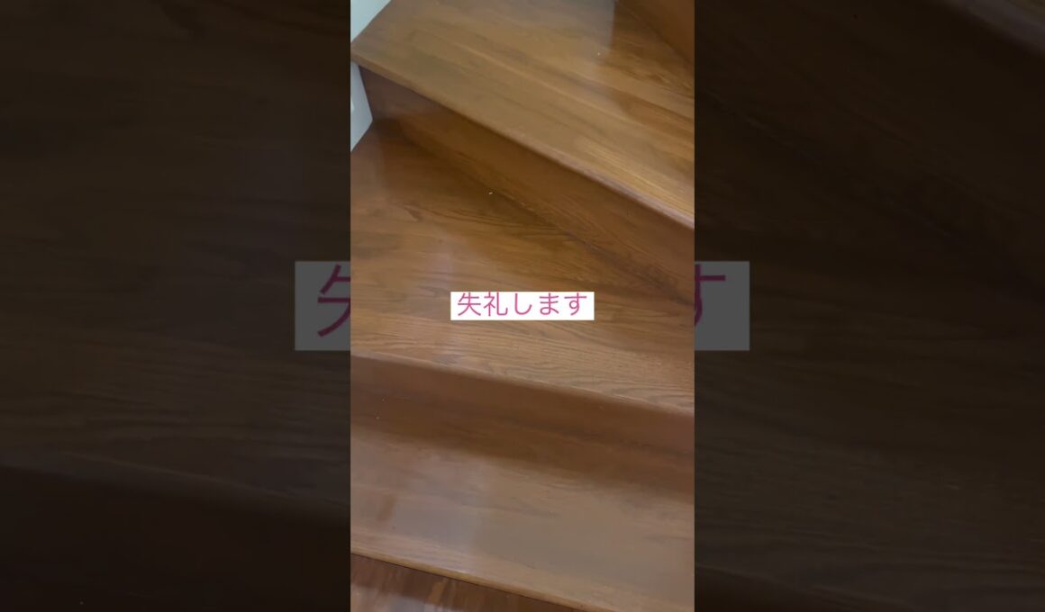 通ります #ねこ動画 #アメリカンカール