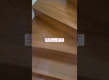 通ります #ねこ動画 #アメリカンカール