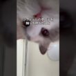 ラグドールの女の子を飼って思ったこと🫶🏻#shorts #cat #猫 #ラグドール