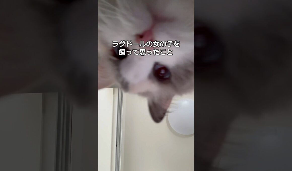 ラグドールの女の子を飼って思ったこと🫶🏻#shorts #cat #猫 #ラグドール
