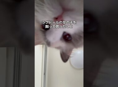 ラグドールの女の子を飼って思ったこと🫶🏻#shorts #cat #猫 #ラグドール