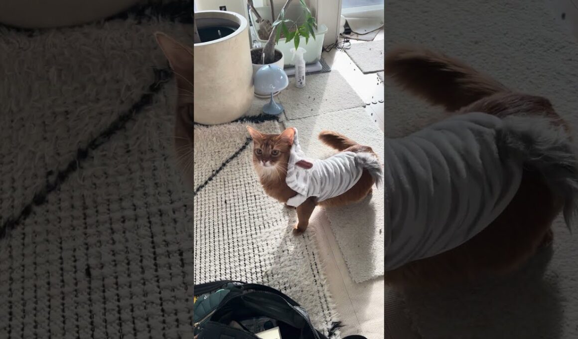 うごきにくいにゃー🐈 #cat #ねこ #猫 #ネコ  #ソマリ #chat