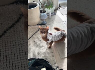 うごきにくいにゃー🐈 #cat #ねこ #猫 #ネコ  #ソマリ #chat