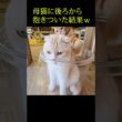 子猫がこっそり母猫に後ろから抱きついた結果...笑