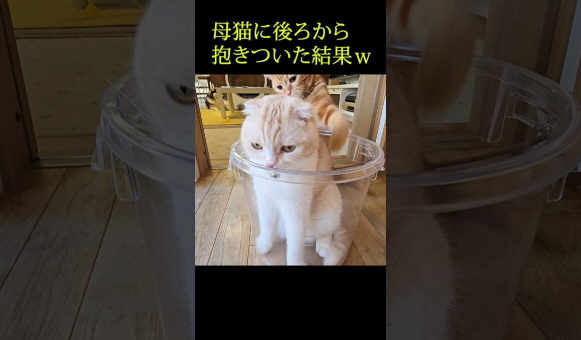 子猫がこっそり母猫に後ろから抱きついた結果...笑