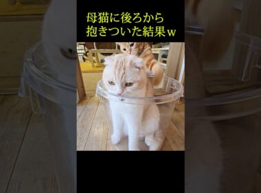 子猫がこっそり母猫に後ろから抱きついた結果...笑