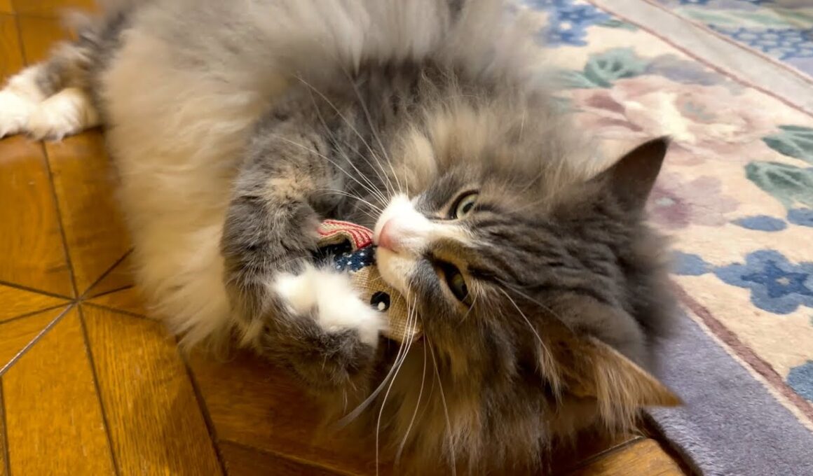 【カワイイ💖】お魚さんと戯れるもふ猫たち❤︎ノルウェージャンフォレストキャットとターキッシュアンゴラ